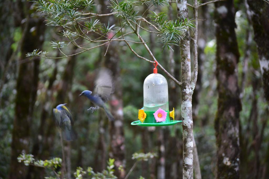 Pousada Caminho Das Pedras Villa Monte Verde  Buitenkant foto